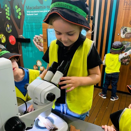 Little Scholars Student Using A Microscope To Examine Macadamia Nuts And Coastal Flora During A Science Excursion