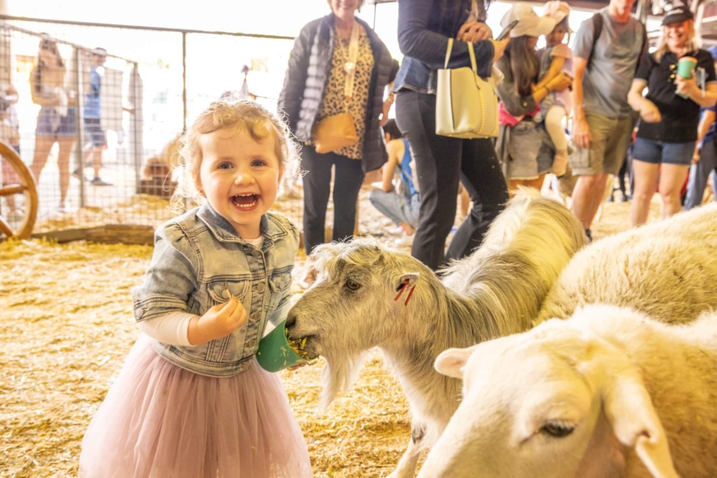 Joyful toddler girl in a denim jacket and pink skirt smiling and feeding a goat at a petting zoo or agricultural fair.