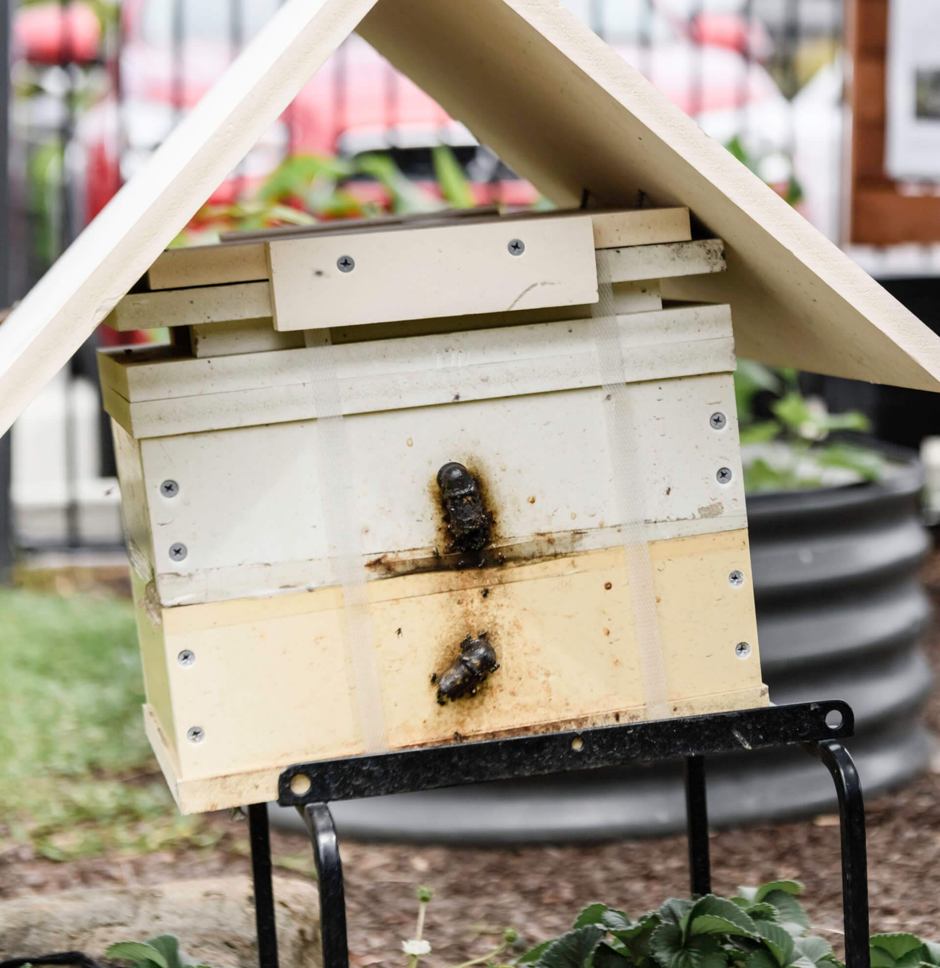 Native Bee Hive In Children Garden Learning Environment At Little Scholars